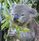 what-animals-can-eat-eucalyptus