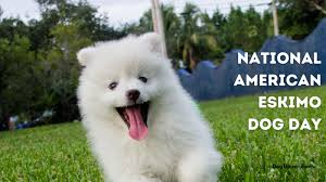 national american eskimo dog day