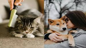 dog person vs cat person unique