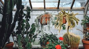 Here we will only talk about the diy hanging planter that hangs like the natural charms in your interior spaces and bring the natural decor vibes. Best Indoor Hanging Plants To Decorate Your Home In 2020