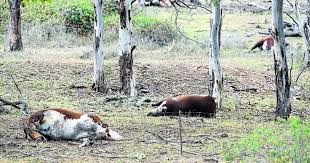 Poison Plant Could Have Killed Cattle