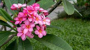 how to plant grow and care for plumeria
