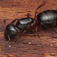 carpenter ants vs termites which do