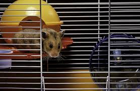 Choosing The Best Cage For Your Syrian Hamster