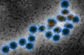 Mai mult, riscurile infecției cu virusul sunt: What Is West Nile Virus West Nile Virus Symptoms To Know