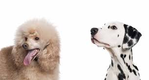 pros and cons of dalmatian poodle mix