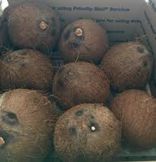 coconuts fresh organic picked packed
