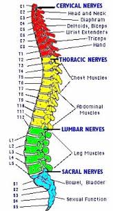 Each bone is a complex living organ that is made up of many cells, protein fibers, and minerals. Diagram The Human Spine Diagram Full Version Hd Quality Spine Diagram Jrschematicsn Artemisiacontemporanea It
