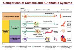 comparison of somatic and autonomic