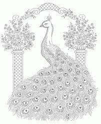 See more ideas about coloring pages, peacock coloring pages, adult coloring pages. Peacock Coloring Pages For Adults Coloring Home