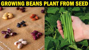 how to grow beans from seed how to