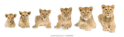 Growing Lion Images Stock Photos Vectors Shutterstock
