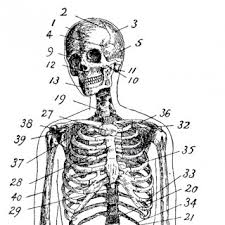 Most are diagrams from old anatomy books. Anatomy Archives The Graphics Fairy