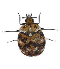 carpet beetles in bwood middle tn