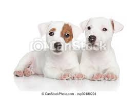 Known for being calm, outgoing & friendly. Jack Russell Puppies On White Cute Jack Russell Puppies Posing On White Background Canstock