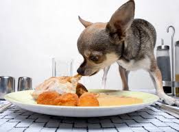 homemade dog food benefits and dangers