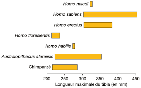 Newfound hominid species deliberately disposed of its dead. Une Nouvelle Espece D Hominide L Homo Naledi Annales Corrigees Annabac