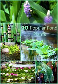 pond plants 10 por pond plants
