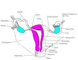 The diagram below shows the female reproductive system. Blank Female Reproductive System Diagram Human Body Anatomy