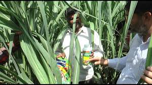 Organic Fertilizer Performance In Sugarcane Cultivation