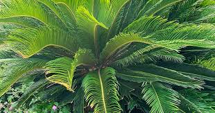 How To Grow And Care For Sago Palm Gardeners Path