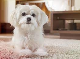 top 10 white dog breeds yummypets