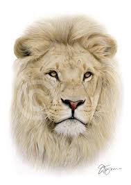 an african lion by uk artist gary tymon