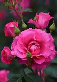 Find & download free graphic resources for rose flower. Royal Paradise Garden Coral Pink Rose Flower Plant Home Garden Plant 1 Grafted Rose Live Plant Amazon In Garden Outdoors