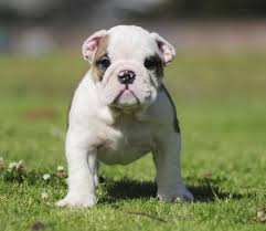 English bulldog puppies for sale in massachusetts select a breed search location: English Bulldog Puppy Dog For Sale In Wakefield Massachusetts