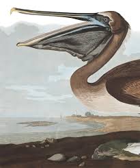 New horizons (switch) wiki guide. Brown Pelican John James Audubon S Birds Of America