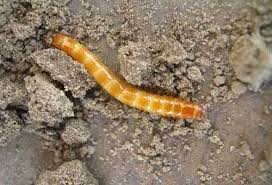 wireworm photo and description how to