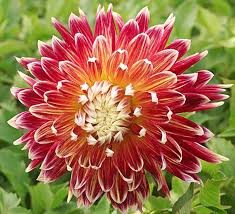 Get Dahlia Akita Summer Flowering Bulb