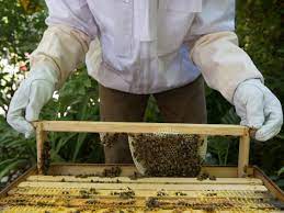 A swarm to backyard beekeeping - CNET