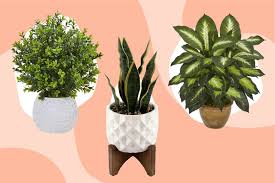 best places to fake plants