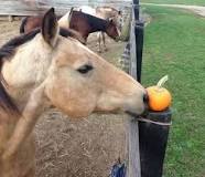 can-horses-eat-a-pumpkin