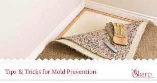 how to prevent carpet mold sharp