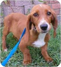 All about the basset hound beagle mix: Basset Hound Mix Puppies Images