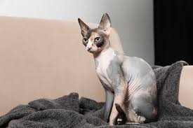 sphynx cat images browse 38 753 stock