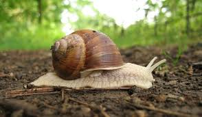snail facts types t reion