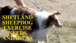 shetland sheepdog sheltie exercise