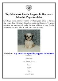 ppt toy miniature poodle puppies in