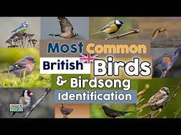 british birds birdsong identification