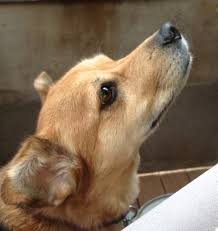 Image result for images of dog sniffing