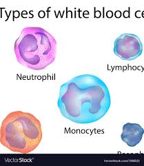 white blood cells royalty free vector