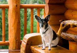 4 dog friendly places near pigeon forge