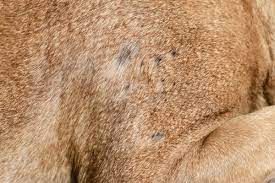 why does my dog have small bald spots