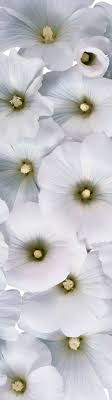 17 best images about White Flowers on Pinterest White flowers.