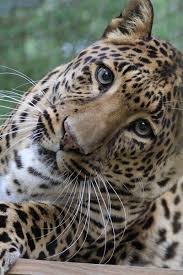 It is an endangered species, because the wild population probably comprises fewer than 2,500 mature individuals, with small subpopulations of no more than 250 adults. Flat Headed Cat Facts Big Cat Rescue
