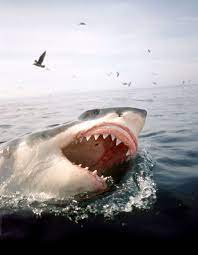 Le cinéma français s'offre son tout premier film de requins : les « Dents  de la Mer » made in Arcachon - Elle