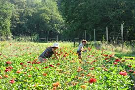 sustainable flower farming modern farmer